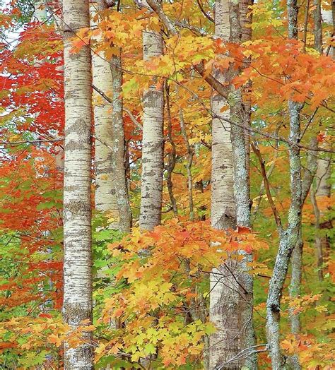Autumn Birch Trees Photograph By Roxanne Distad