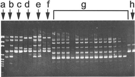 Random Amplified Polymorphic Dna Rapd Fragments From Isolates Of 6