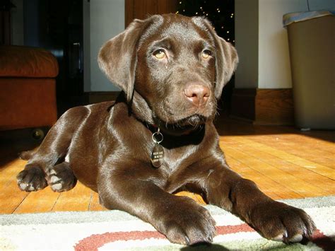 Labrador Old English Bulldog Mix Welpen Bullador Puppy At 5 Weeks Old
