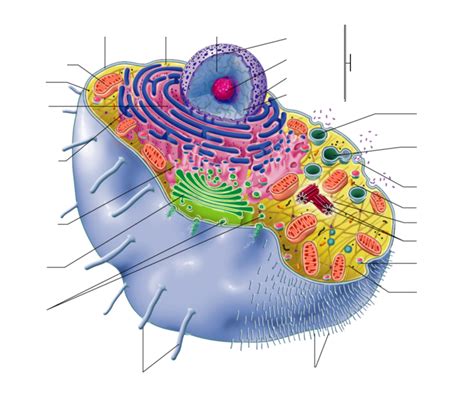 Human Cell Diagram Printable