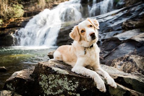 More frequent brushing will be required during seasonal changes. Dogs in the Field - Garden & Gun