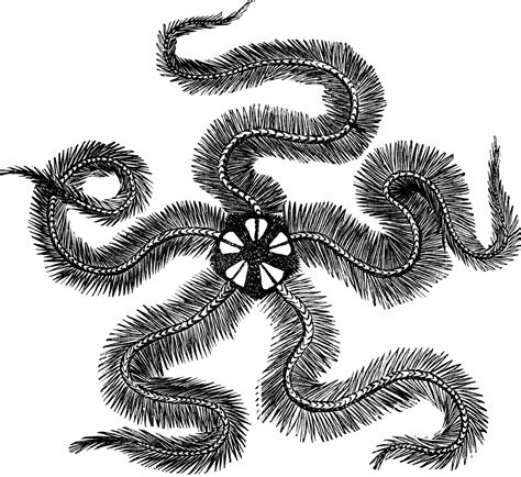 Common brittle-star | ClipArt ETC