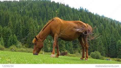 Brown Horse Eating Green Grass On Summer Meadow On Forest Background