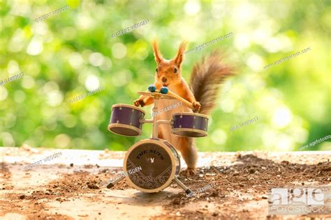 Red Squirrel Is Holding Drum Sticks With Drums Stock Photo Picture