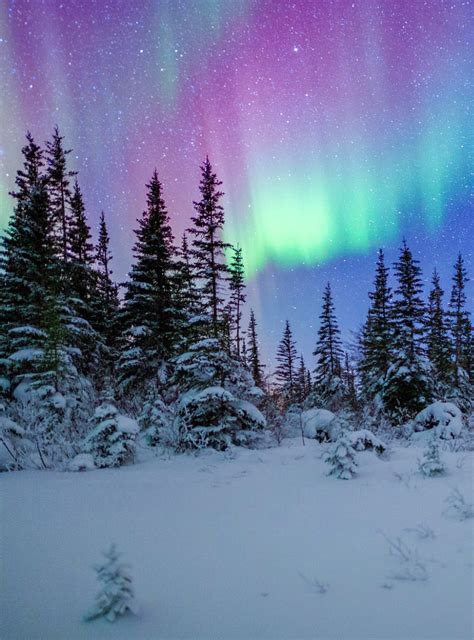 Northern Lights At The Edge Of The Boreal Forest By David Marx