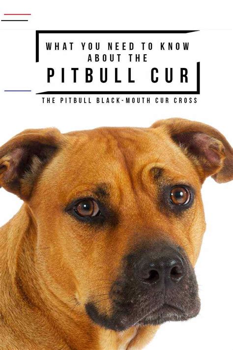 They are a breed intended for flock guarding, but this is not to be confused with herding. Pitbull Black Mouth Cur Shepherd Mix