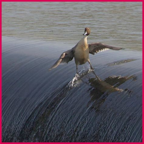 Photos That Make Us Smile Duck Surfing