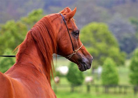 Hd Wallpaper Chestnut Anglo Arabian Anglo Arabian Racehorse Horses