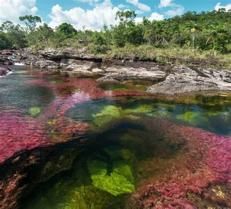 Caño Cristales The Rainbow River Geography Realm