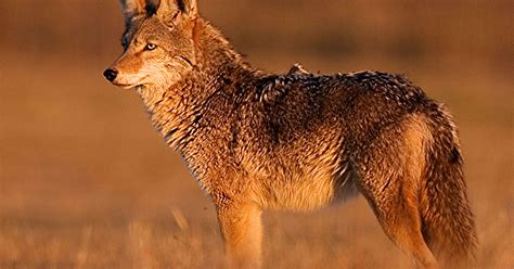 Coyote Population Here To Stay In South Carolina
