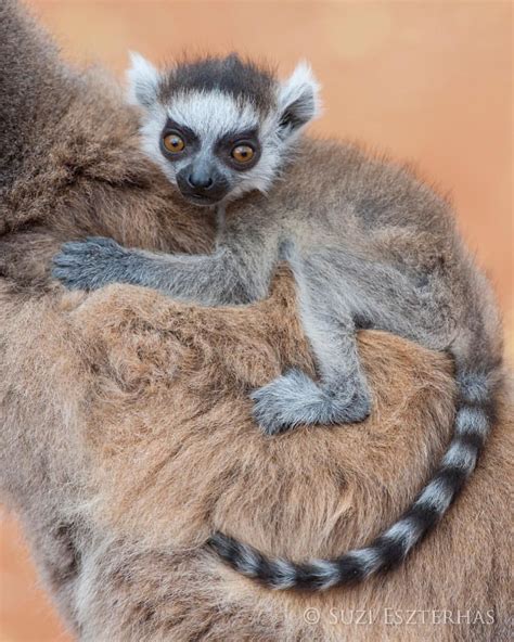 Three Week Old Ring Tailed Lemur Baby Berenty Private Reserve