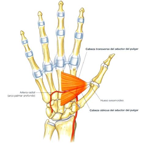 Miología Miembro Superior Kinesiología Para Estudiantes