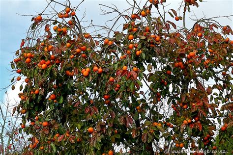 Read on to learn about apricot fruit drop. Persimmons Anyone? - Auckland - West