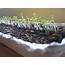 Grow Your Own Winter Lettuce And Microgreens – Eco Snippets