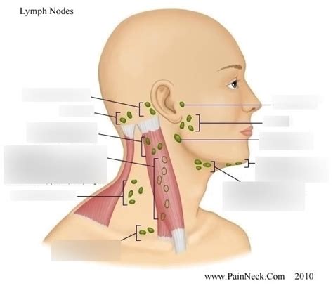 Ch 13 Head Face And Neck And Regional Lymphatics Diagram Quizlet