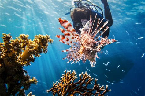 Padi Diving Certification On Curaçao