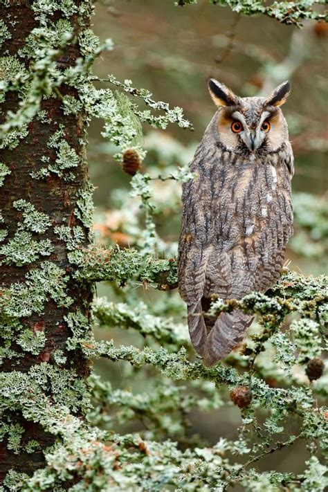 Long Eared Owl Sitting On The Branch In The Fallen Larch Forest During Autumn Owl In Nature