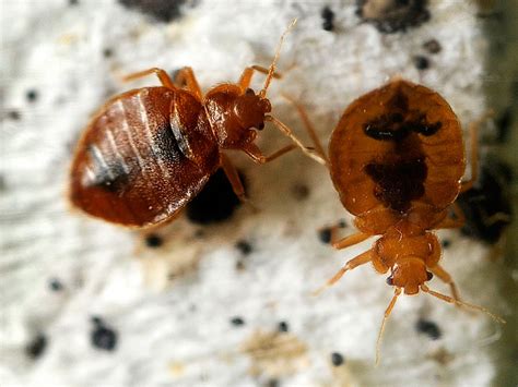 Maybe you would like to learn more about one of these? Should You Worry About Bed Bugs In Rental Cars? - The Drive