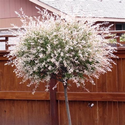 The foliage is variegated with three colors during spring—white, green, and touches of pink—giving way to white and green in summer. SALIX INTEGRA "Flamingo" - Big-Win.hr / Web shop/ Rasadnik ...