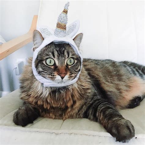 28 Hilarious Cats In Halloween Costumes