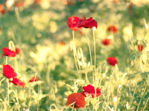 1920x1080 Two Flowers Blur Macro Field Poppies Poppy Red