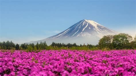 Mountain Fuji Japan Shibasakura Pink Color Flower 4k Ultra