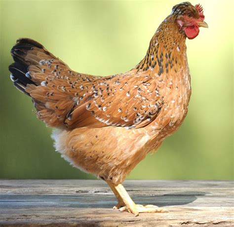 swedish flower hen breed profile backyard poultry