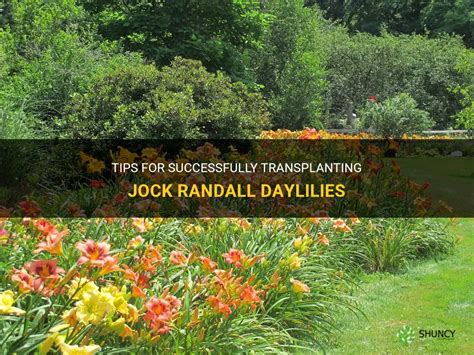 Tips For Successfully Transplanting Jock Randall Daylilies Shuncy
