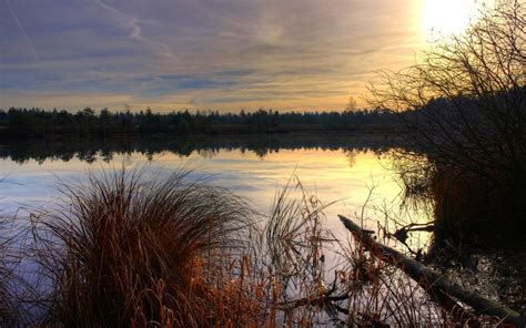 Nature Landscape Reeds Sunset Reflection Lake Calm Trees