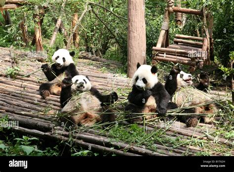 Pandas Comiendo Bambú En Chengdu Base De Investigación De Pandas