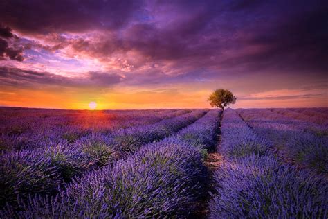 France Provence The Field Lavender Flower Purple Tree Sun