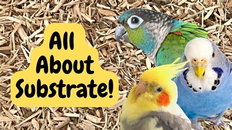 Substrate For Bird Cages Birdnerdsophie Ad Youtube