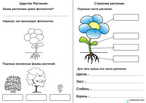 Конспект урока окружающего мира по теме Мир растений 3 класс УМК