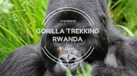 Gorilla Trekking In Rwanda Safari Junkie