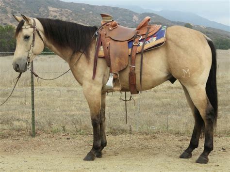 Select from premium buckskin horse of the highest quality. Buckskin Horses for Sale Jerviss Quarter Horses, Oak View