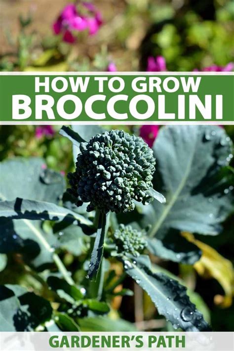 How To Grow Broccolini Gardeners Path