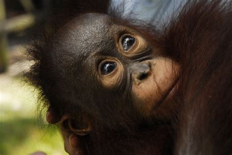 Orangutan Victims Of The Invasion Of Oil Photo By Lutfi Pratomo