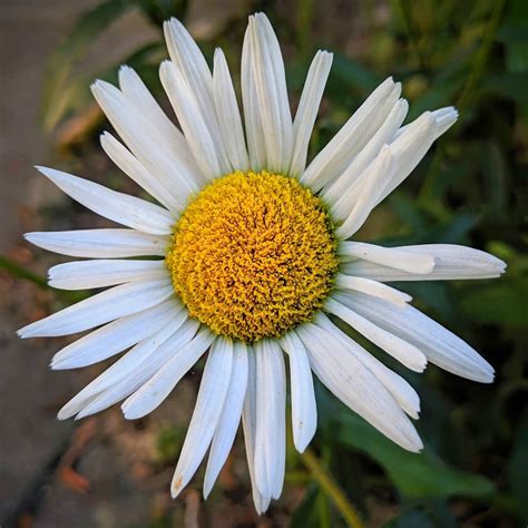 Daisy Flower Meaning Origins Symbolism And Other Interesting Facts