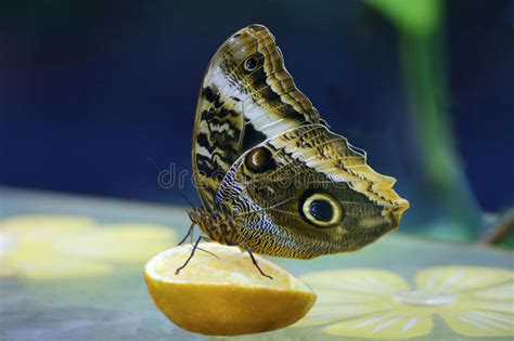 If you listen carefully you can hear him. Owl butterfly eyes stock image. Image of mask, beautiful ...