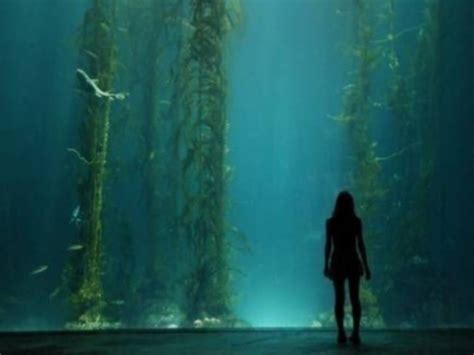 Exploring The Intriguing Wonder Of Underwater Forests Past Chronicles