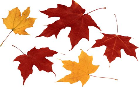 Feuilles Dautomne Images Png Fond Transparent Png Play