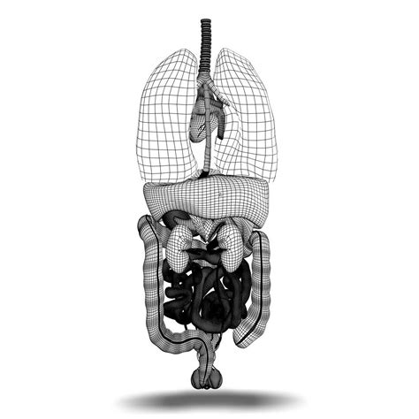 Human Male Internal Organs 3D Model CGTrader