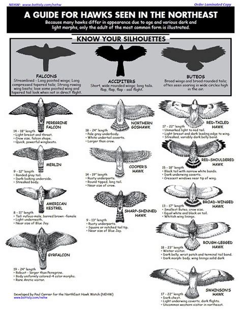 A Guide For Hawks Seen In The Northeast Hawk Identification