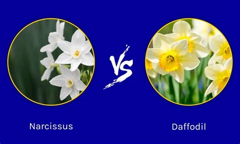 Narcissus Vs Daffodil Is There A Difference Az Animals