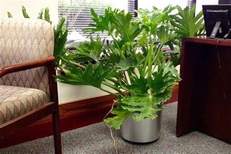 Indoor Tropical Plants For Offices Interior Landscaping