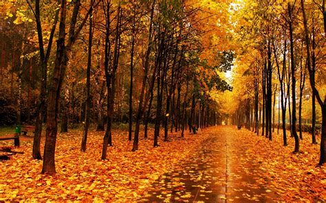 Wallpaper Beautiful Park In Autumn Yellow Maple Leaves Trees Wet
