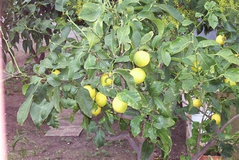 Citrus Limon Lemon Citrus Medica Var Limon
