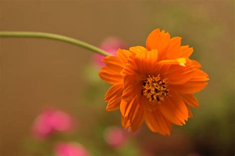 Free Stock Photo Of Orange Flower