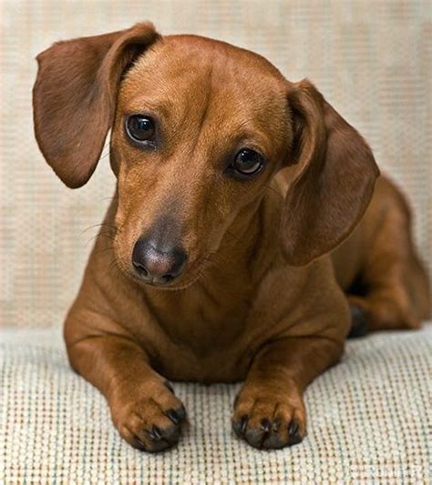 All Dachshunds Are Wonderful Red Dachsies Are Special Dachshund
