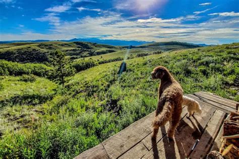 The 9 Best Dog Friendly Colorado Cabin Rentals Territory Supply